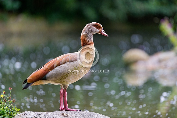 Egyptian Goose