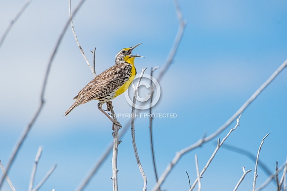Western Meadowlark Western Meadowlark
