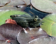 Common water frog