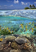Fish on a tropical reef - South Pacific