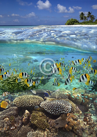 Fish on a tropical reef - South Pacific