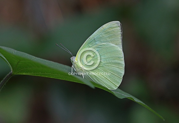 Lemon Emigrant Lemon Emigrant