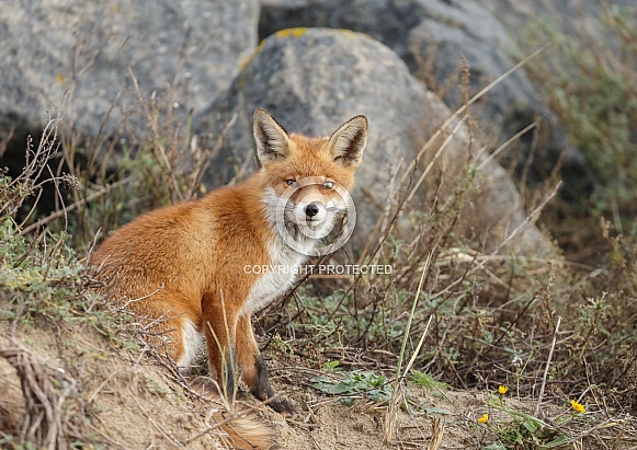 Red Fox Red Fox