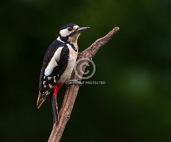 Great Spotted Woodpecker