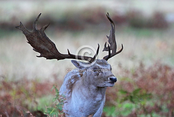 Fallow Deer