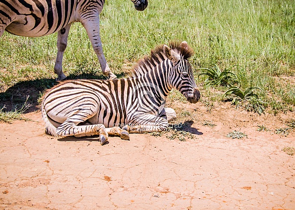 Burchell's Zebra Foal Burchell's Zebra Foal