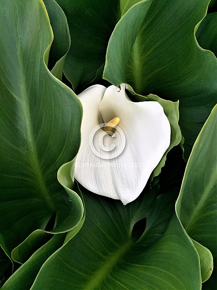 Arum Lily Arum Lily