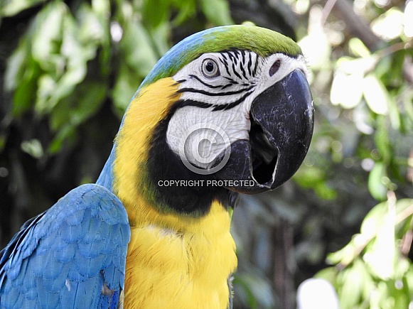 Macaw