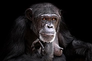 Chimpanzee Close Up Head On Hands Black Background