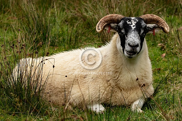 Sheep Lying Down Sheep Lying Down