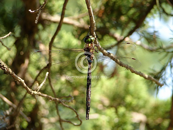 Brown Hawker Dragonfly