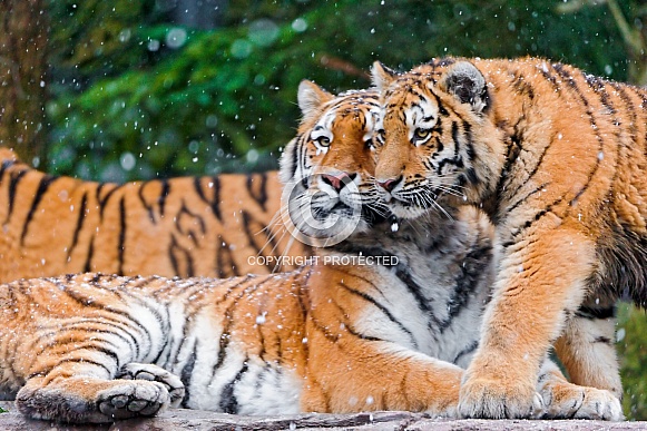 Pair of Amur Tigers