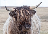 Highland cow