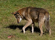 Red Wolf