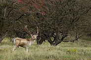 Fallow Deer