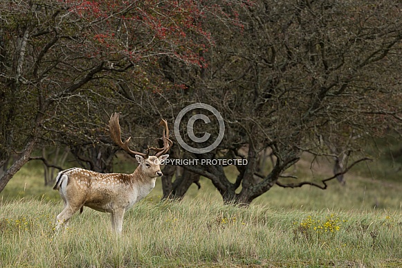 Fallow Deer Fallow Deer