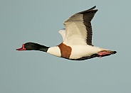Male Common Shelduck in Flight