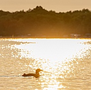 Common Loon (Gavia immer)