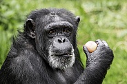Chimpanzee Close Up Holding An Apple
