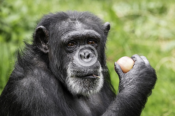 Chimpanzee Close Up Holding An Apple