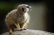 Meerkat