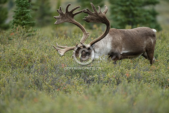 The reindeer or caribou (Rangifer tarandus)