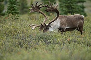 The reindeer or caribou (Rangifer tarandus)