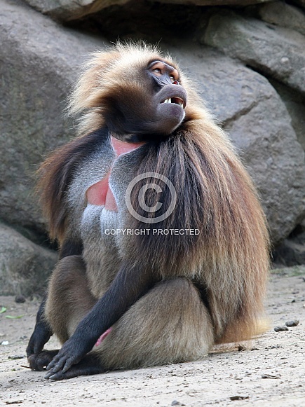Gelada gelada (Theropithecus gelada)