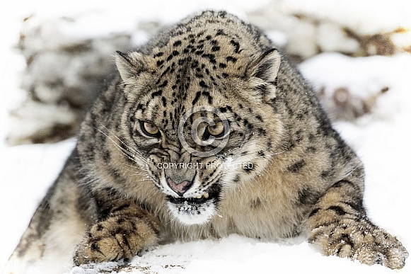 Snow Leopard-Forever Wild