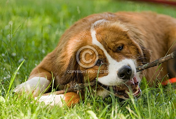 St. Bernhard Dog
