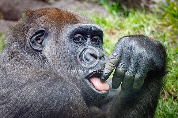 Western Lowland Gorilla (Gorilla Gorilla Gorilla)