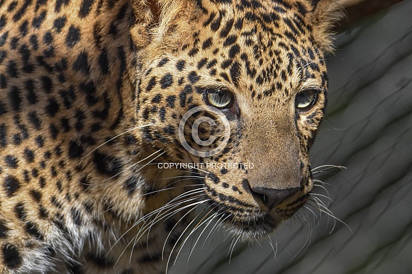 Young African Leopard