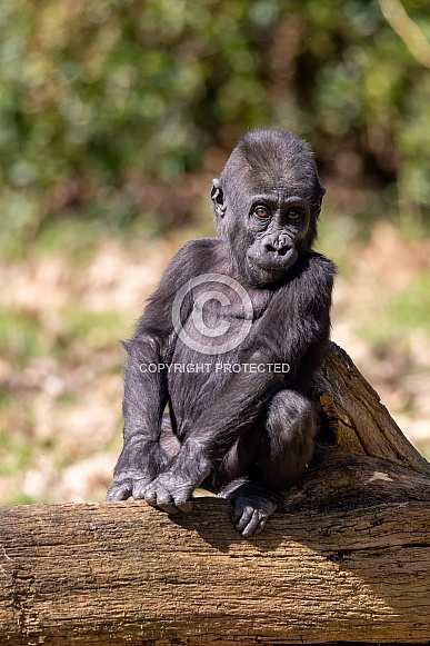 Western Lowland Gorilla (Gorilla Gorilla Gorilla)