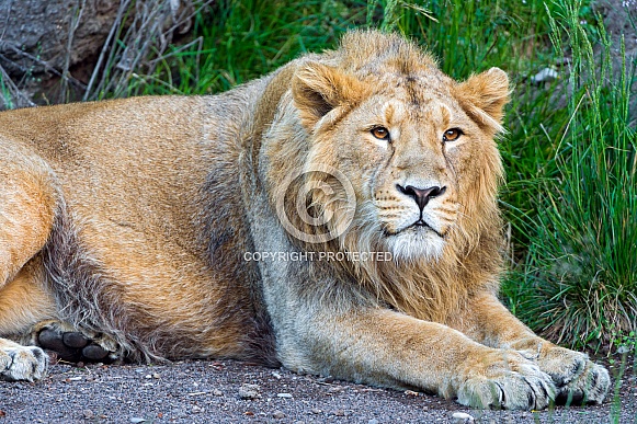 Young Lion Young Lion