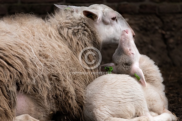 Sheep and Lamb in the Netherlands