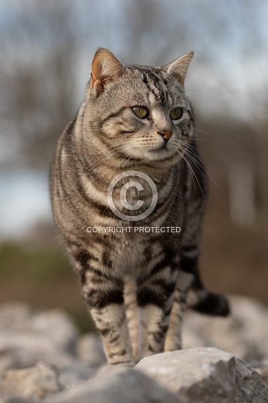 Grey Tabby Tomcat