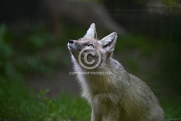 Corsac Fox Corsac Fox
