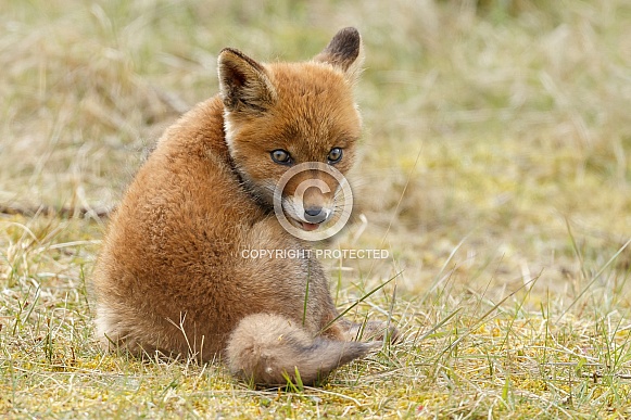 Red Fox Cub
