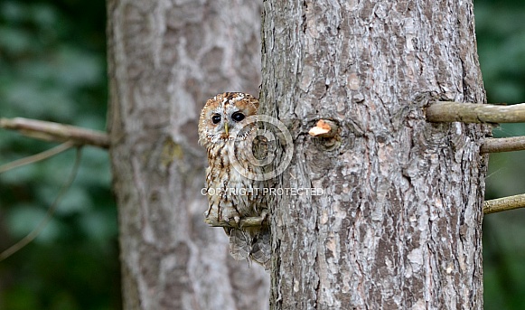 Tawny Owl