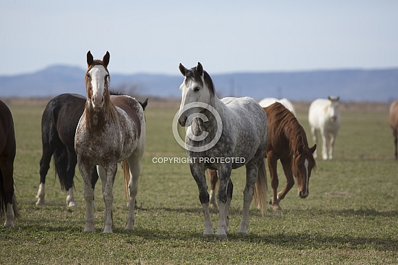 Wild Ranch Horses Wild Ranch Horses