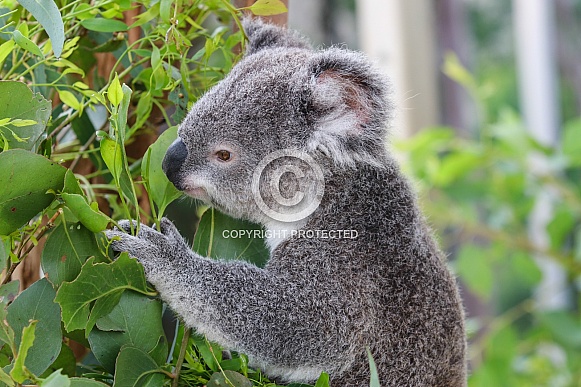 Koala Koala