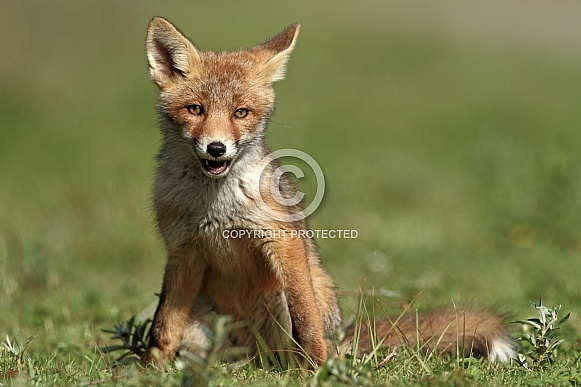 Red Fox Red Fox