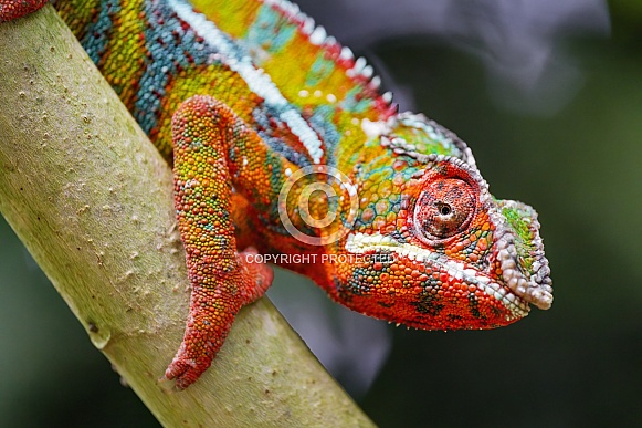 Colorful chameleon on branch