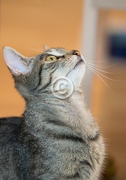 Domestic cat