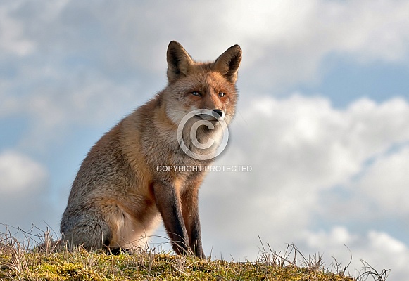 Red Fox Red Fox