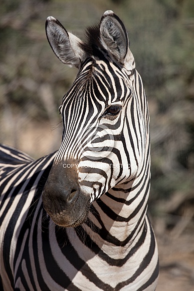 Portrait of a Zebra