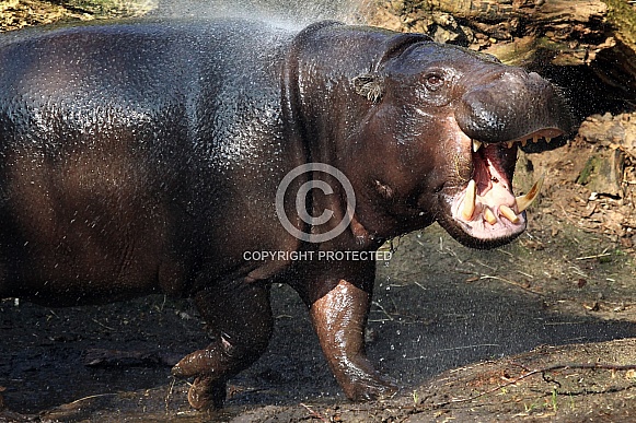 Pygmy Hippo