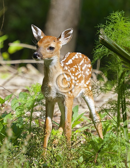 White tailed Deer