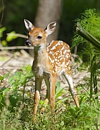 White tailed Deer