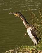 Juvenile Cormorant